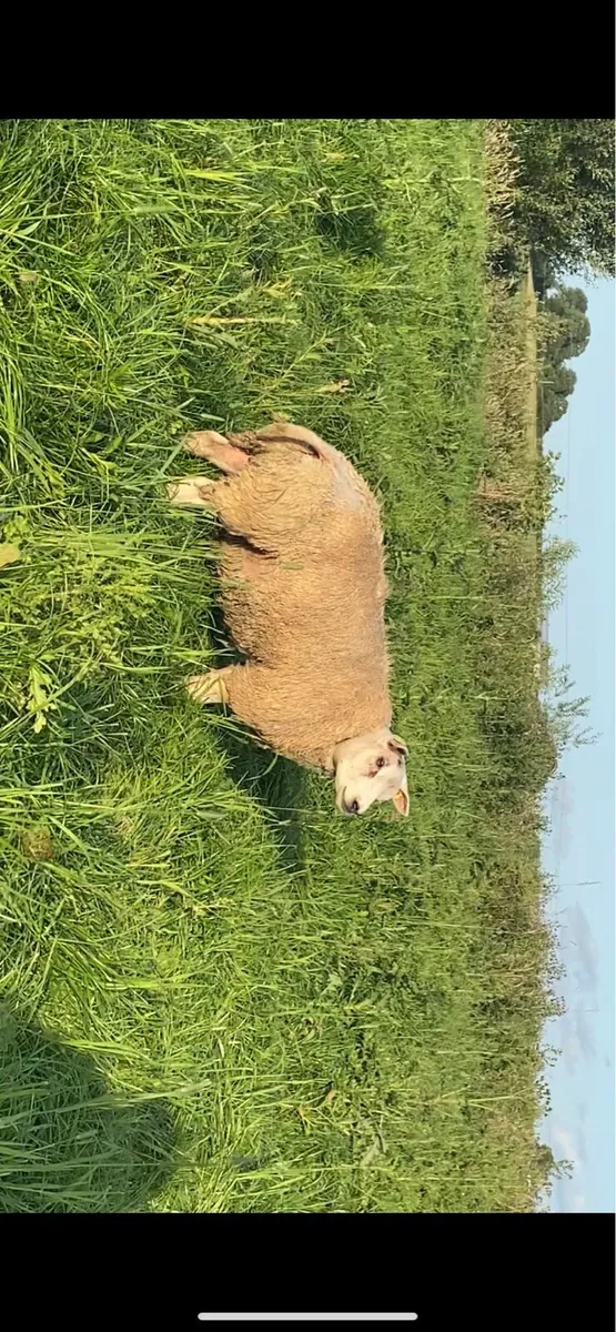 PBR beltex ram lamb - Image 3