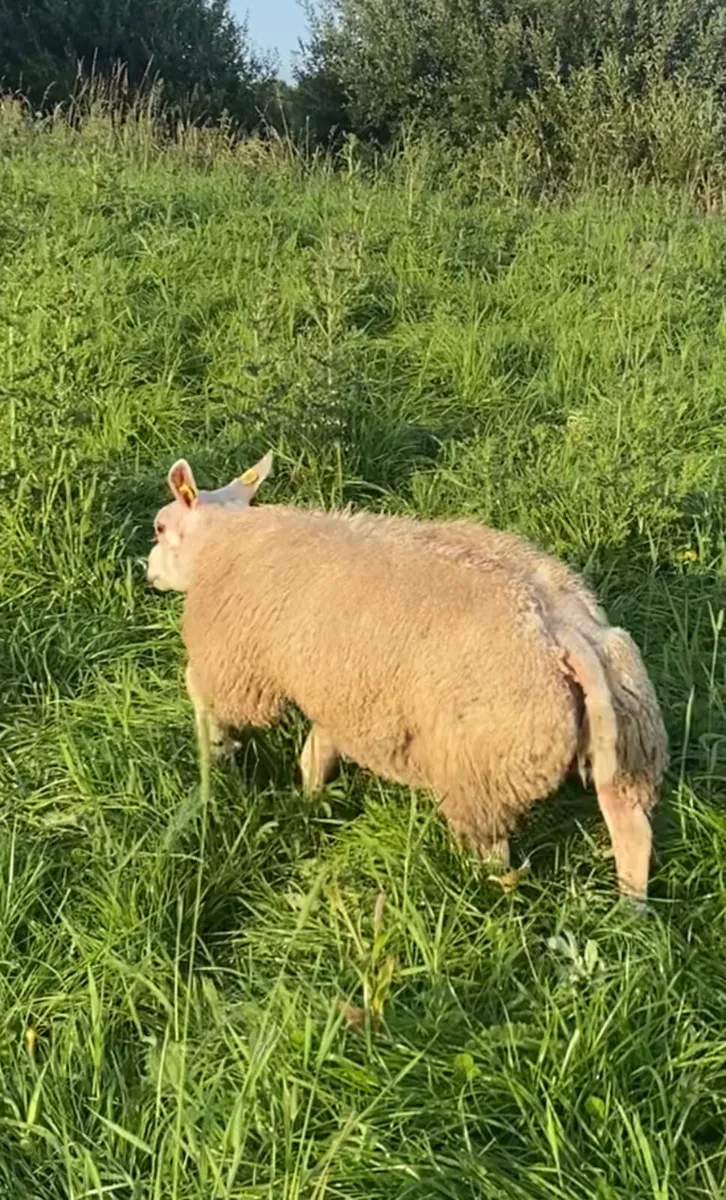 PBR beltex ram lamb - Image 4