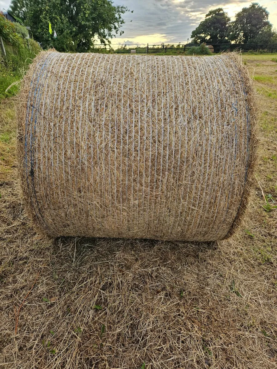 Round bales of hay - Image 2