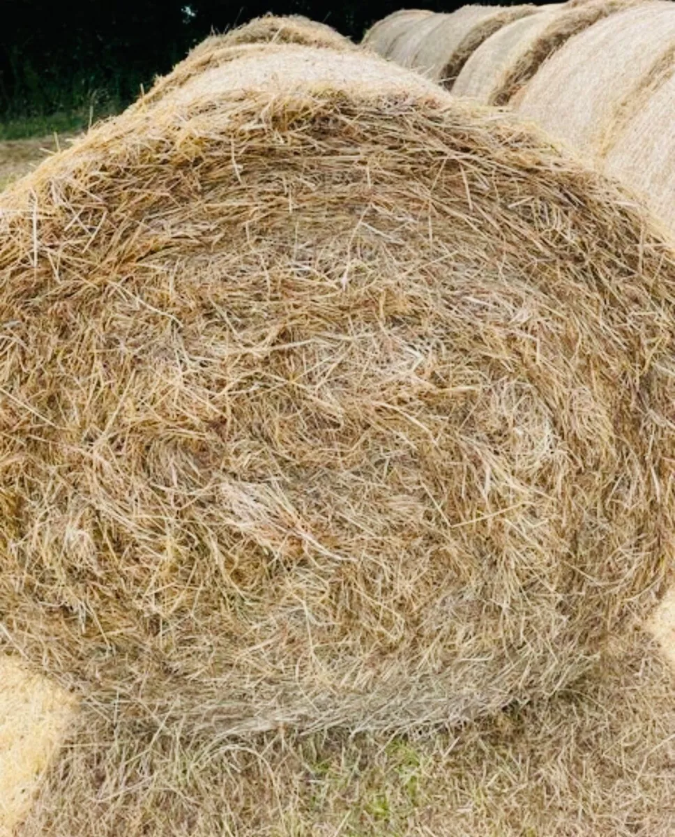Hay For Sale - Image 1