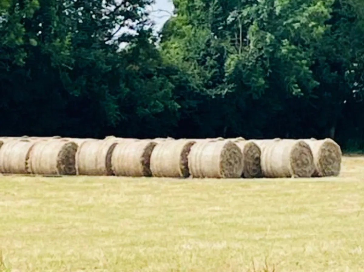 Hay For Sale - Image 2