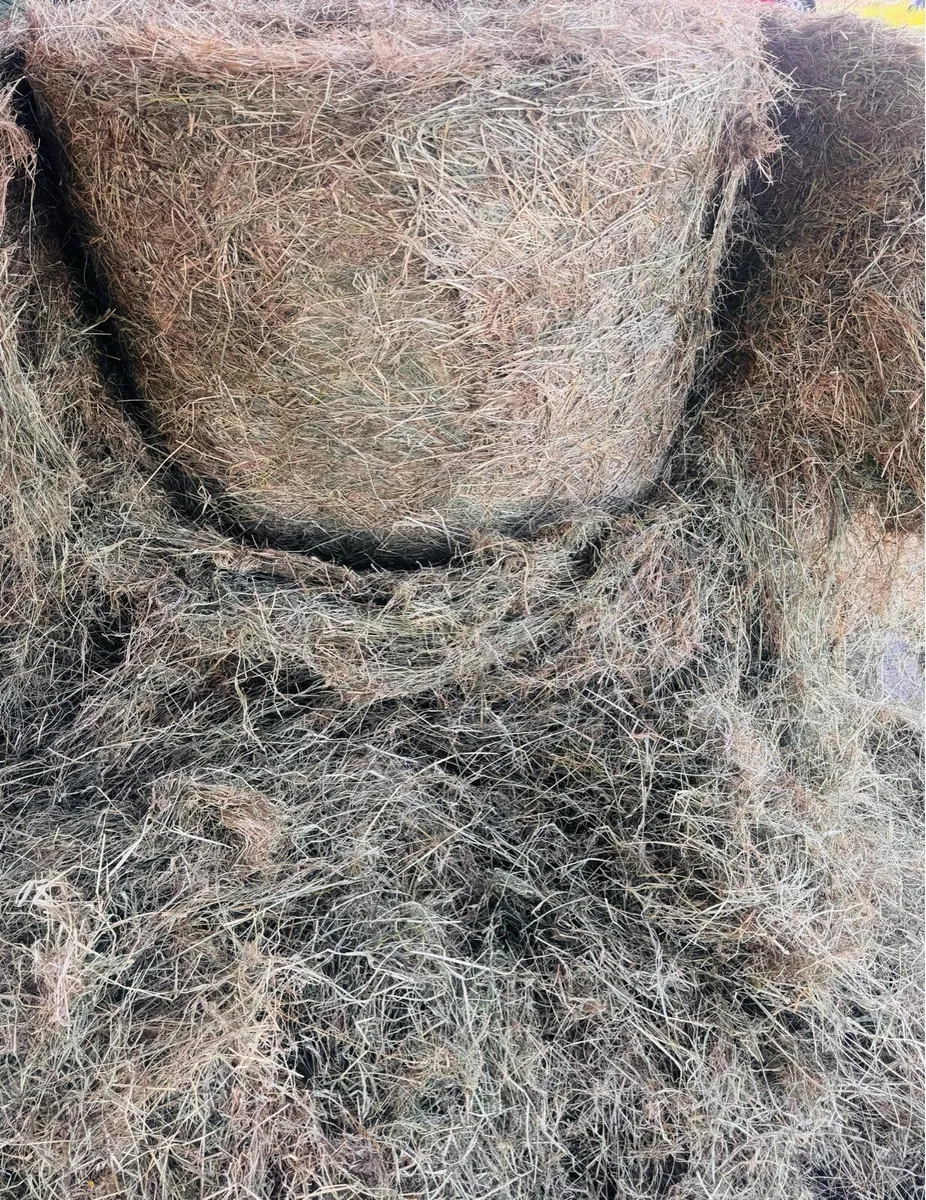 Hay For Sale - Image 3