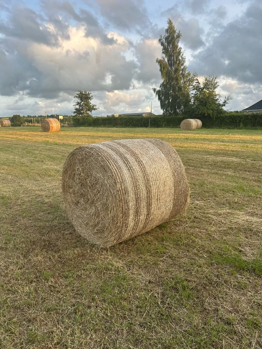 Hay For Sale - Image 2