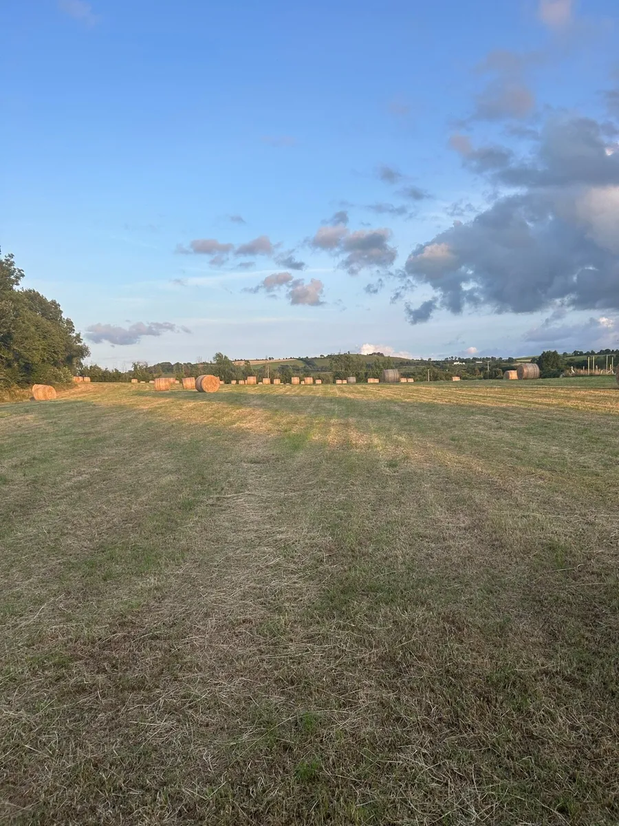 Hay For Sale - Image 3