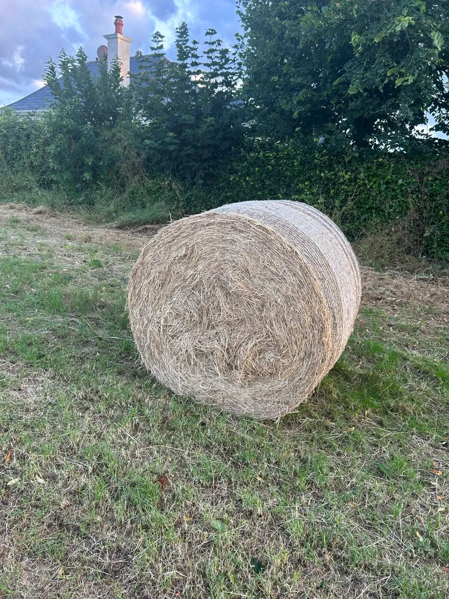 Hay For Sale - Image 4