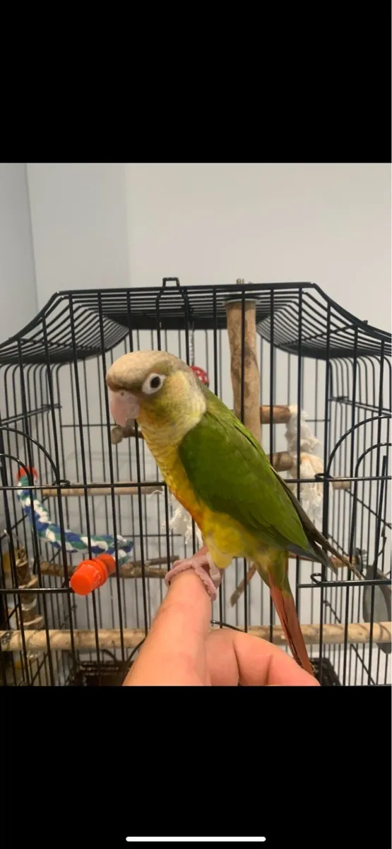 Pineapple conure - Image 1