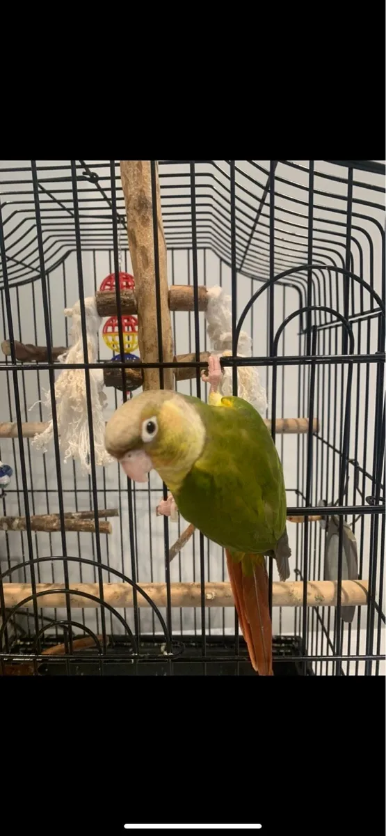 Pineapple conure - Image 2
