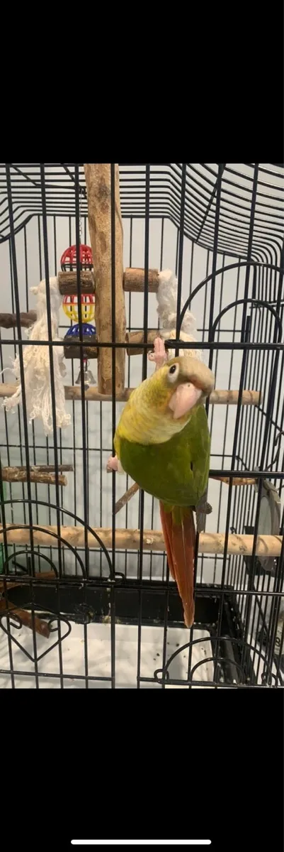 Pineapple conure - Image 3