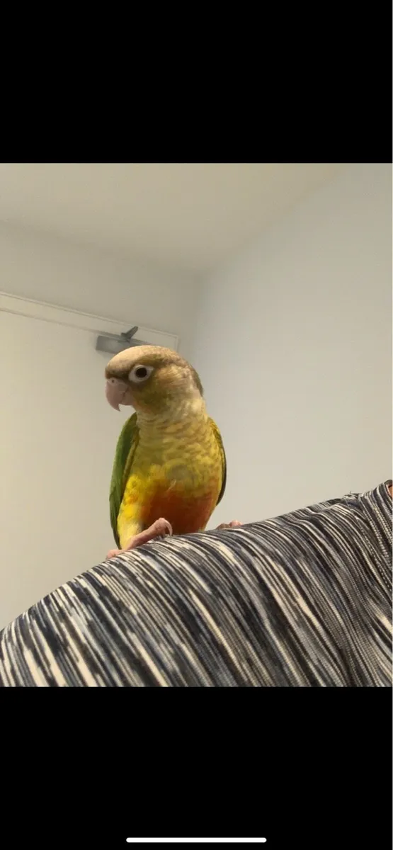 Pineapple conure - Image 4