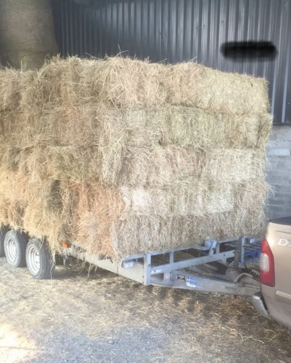 Hay