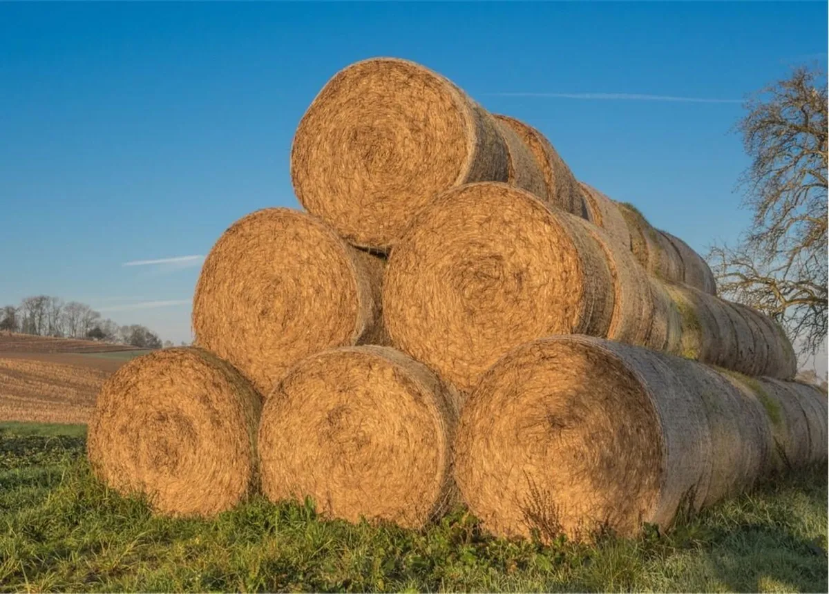 Bales of hay