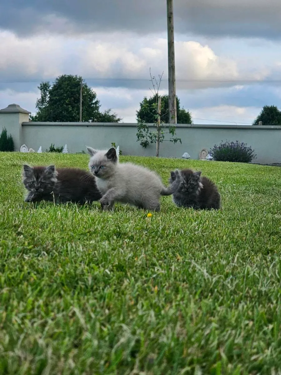 British shirt hair kittens - Image 1