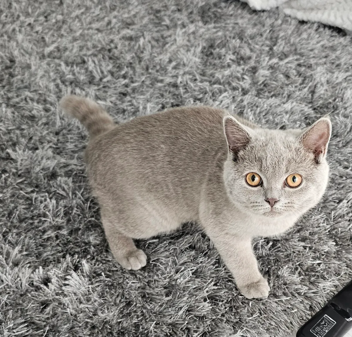 British 5 months old - Image 3