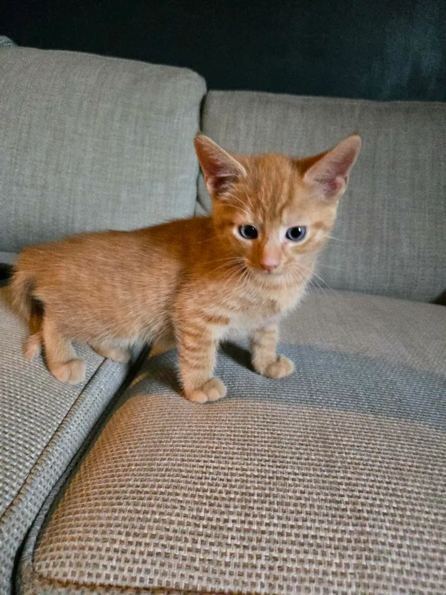 Kitten - Image 1