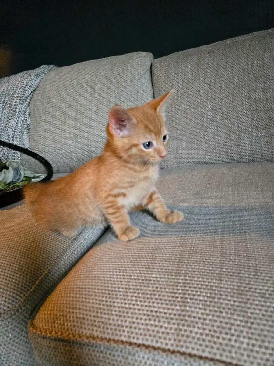 Kitten - Image 2