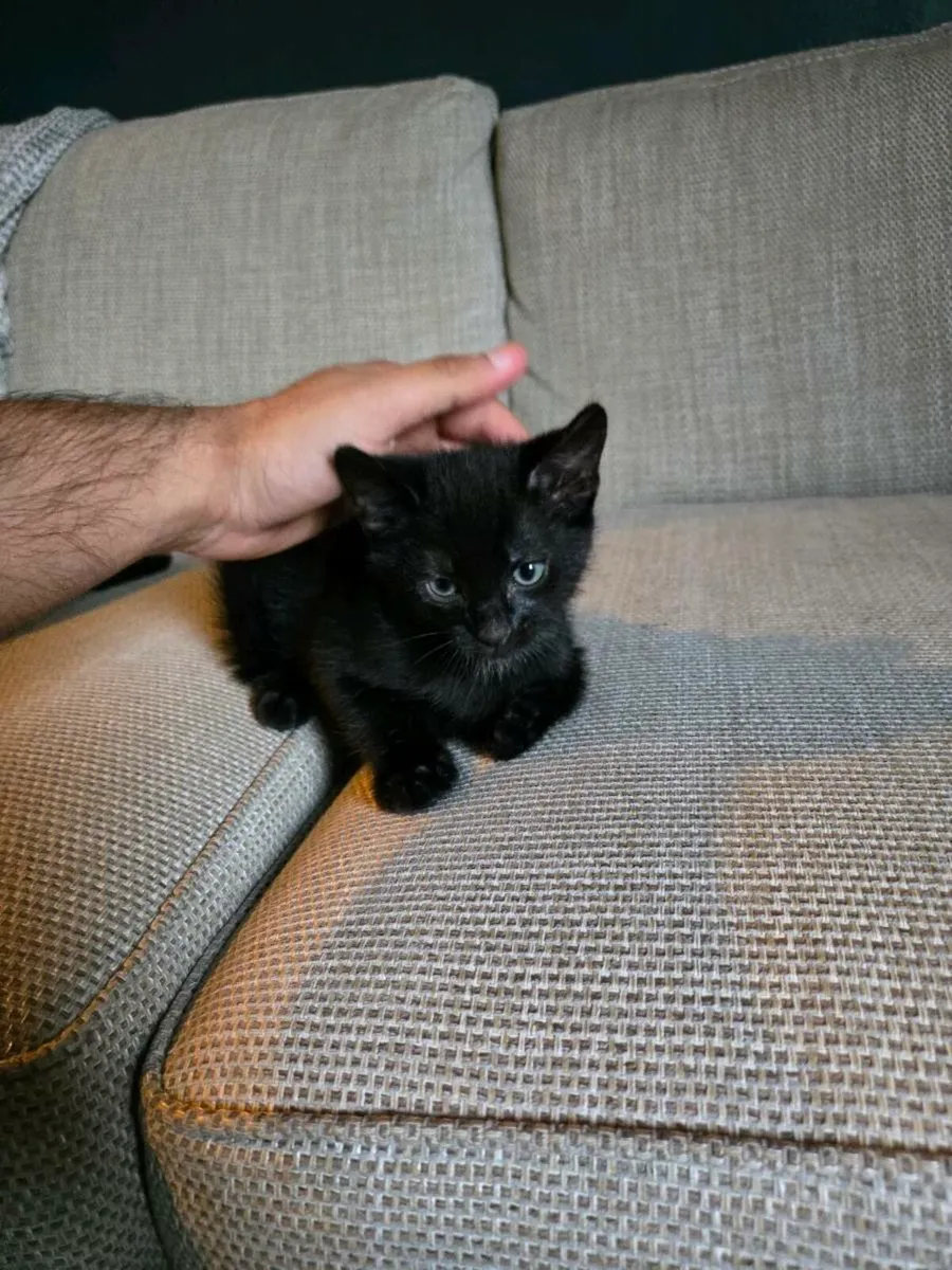 Kitten - Image 3
