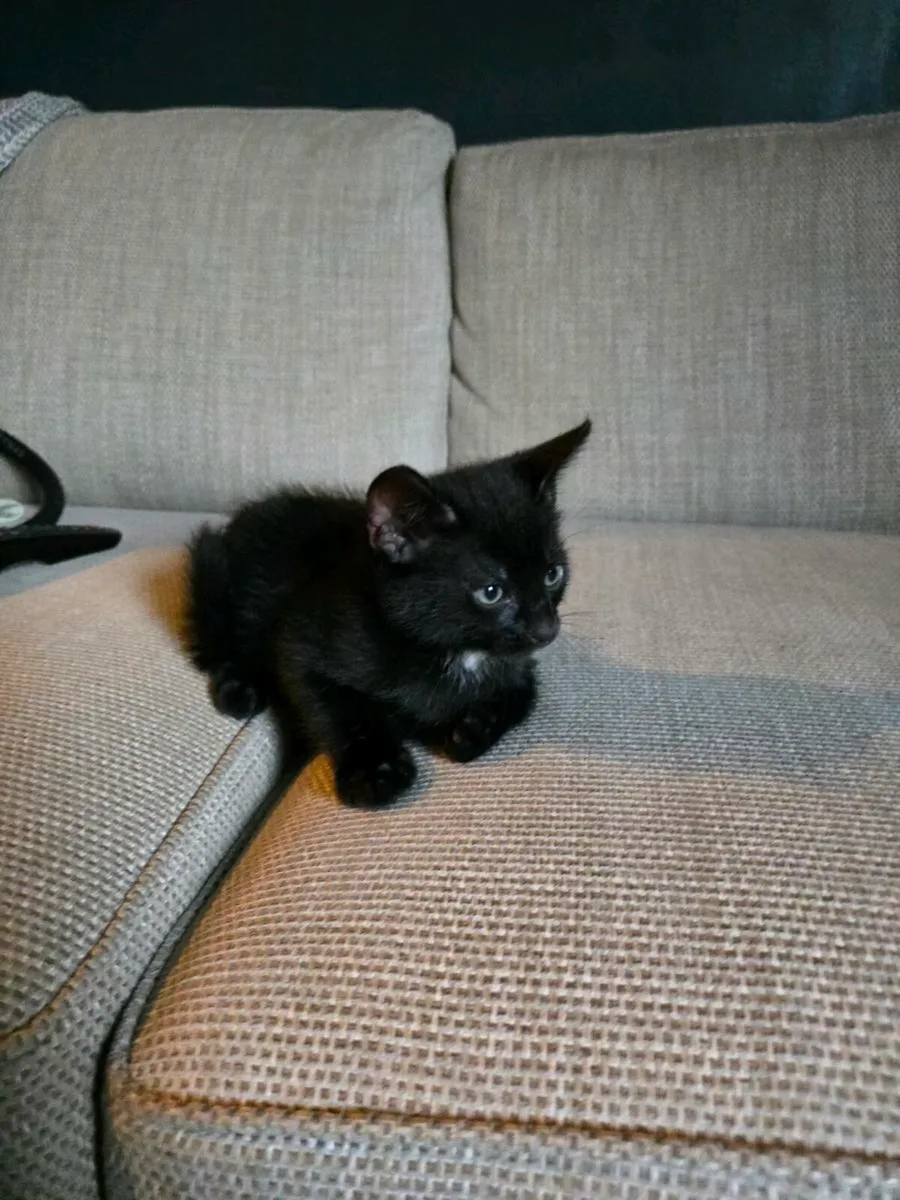 Kitten - Image 4