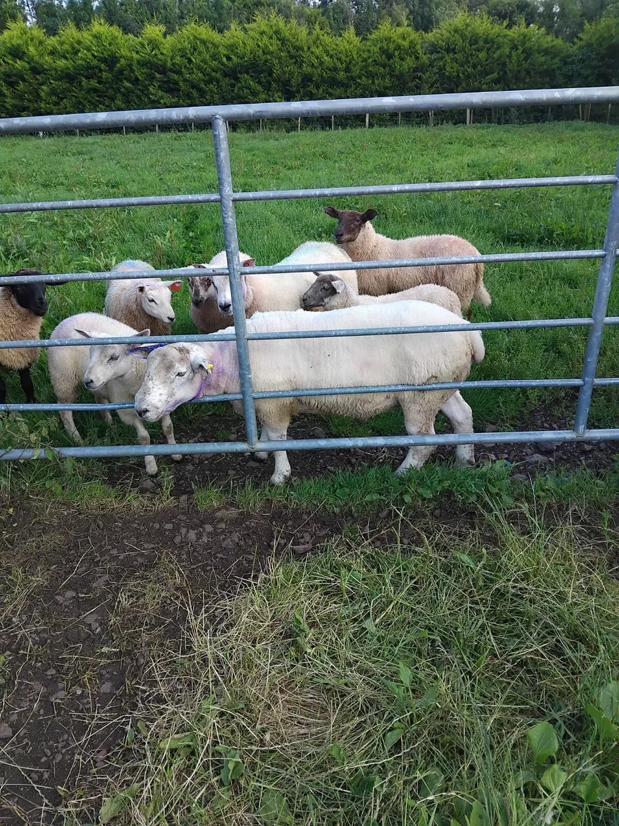 Suftx hogget ram - Image 1