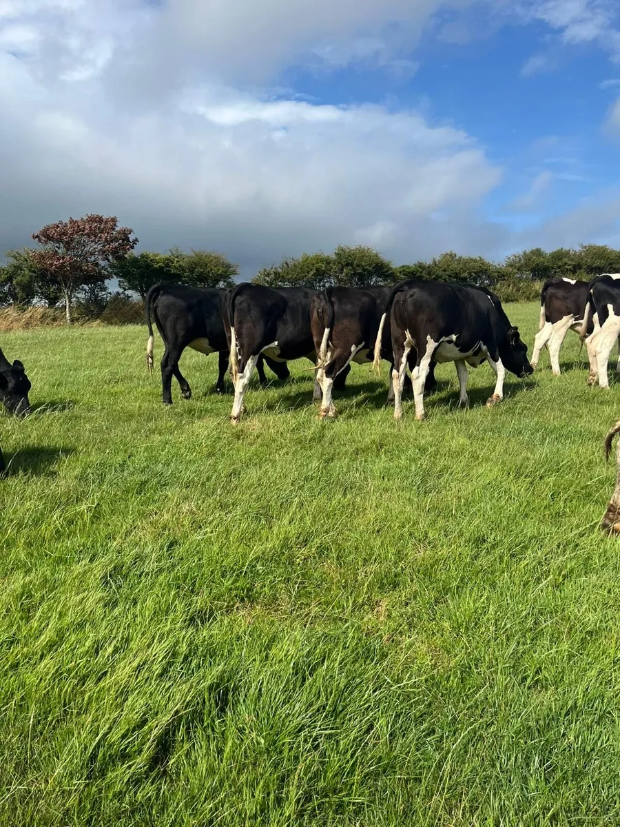 24 incalf heifers - Image 2
