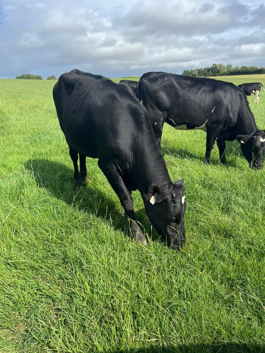 24 incalf heifers - Image 3