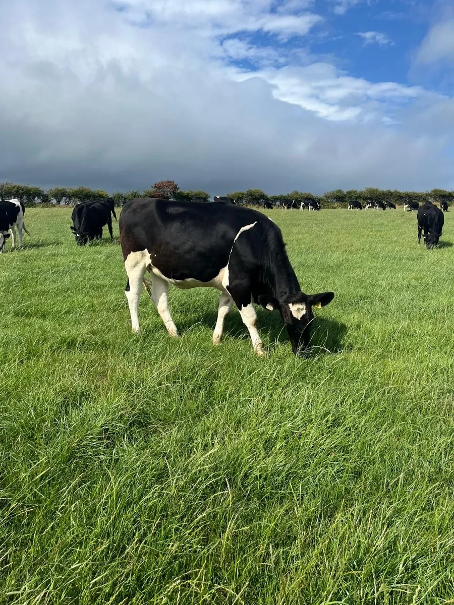 24 incalf heifers - Image 4