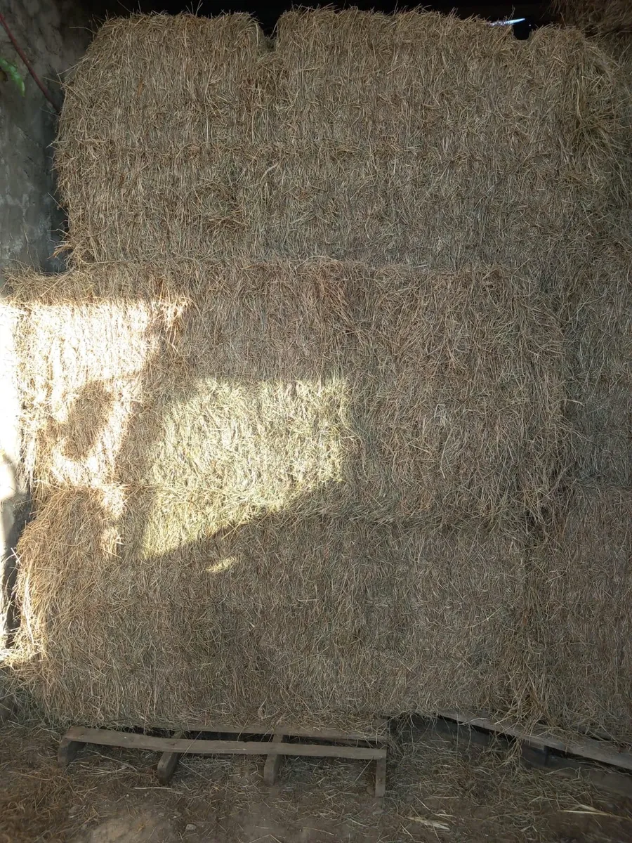 Hay - Image 1
