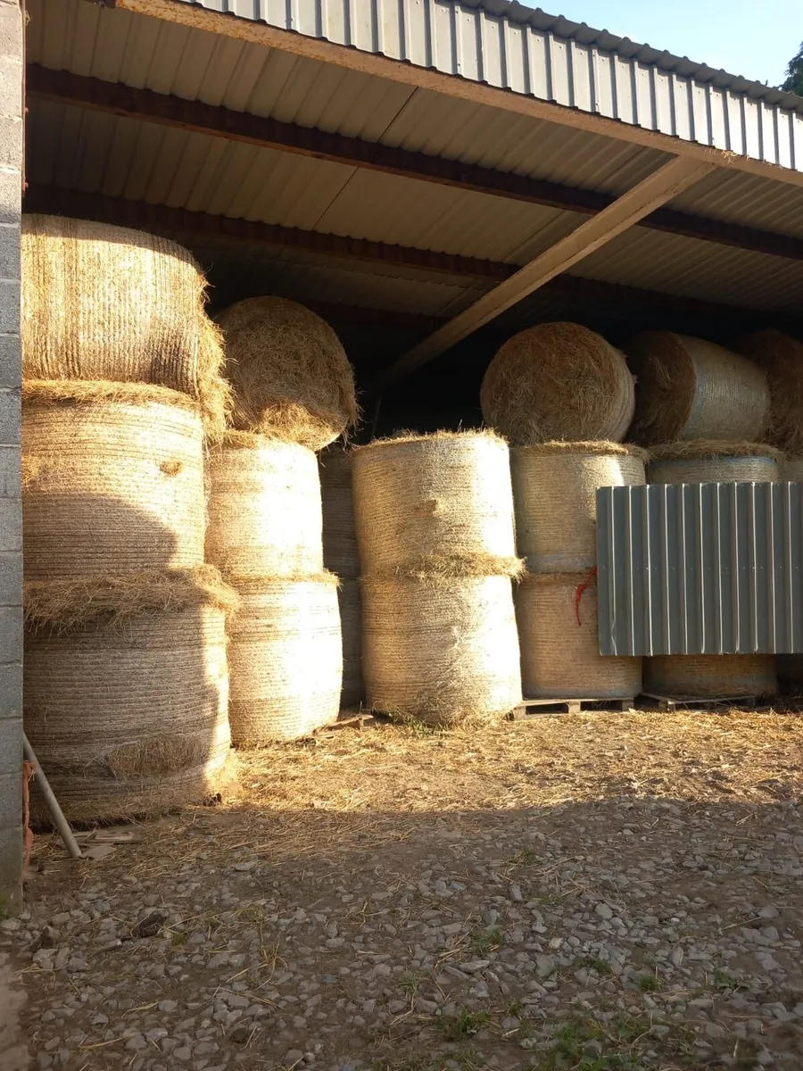 Hay - Image 2