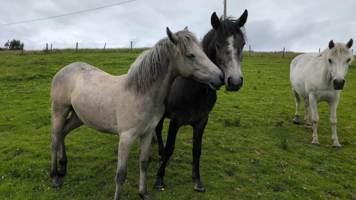 Pony - Image 2