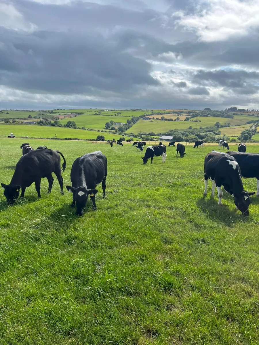 24 incalf heifers - Image 1