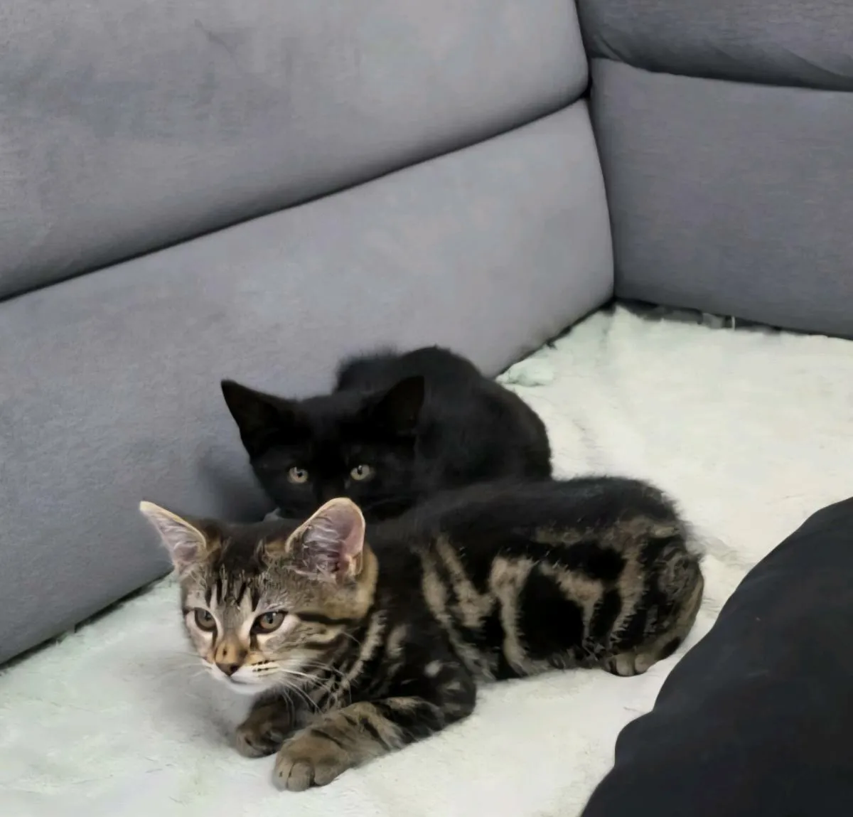 Kittens - Image 2