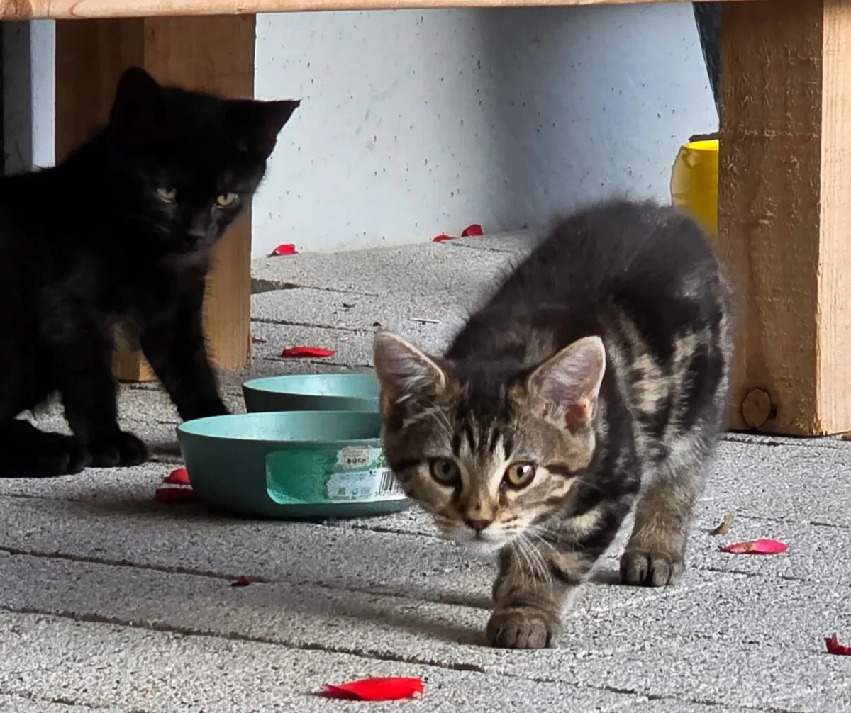 Kittens - Image 1