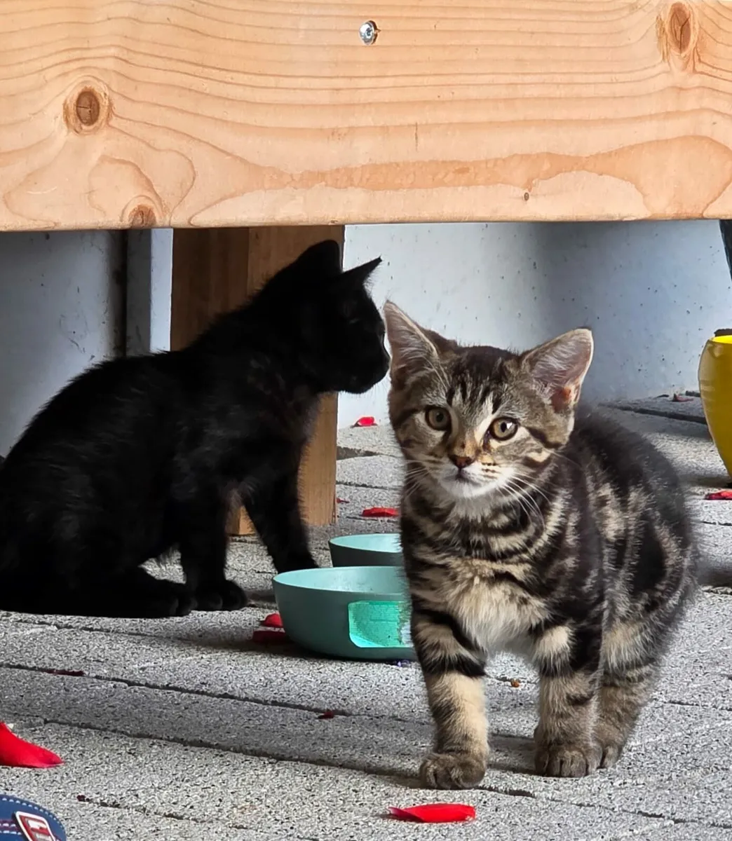 Kittens - Image 3
