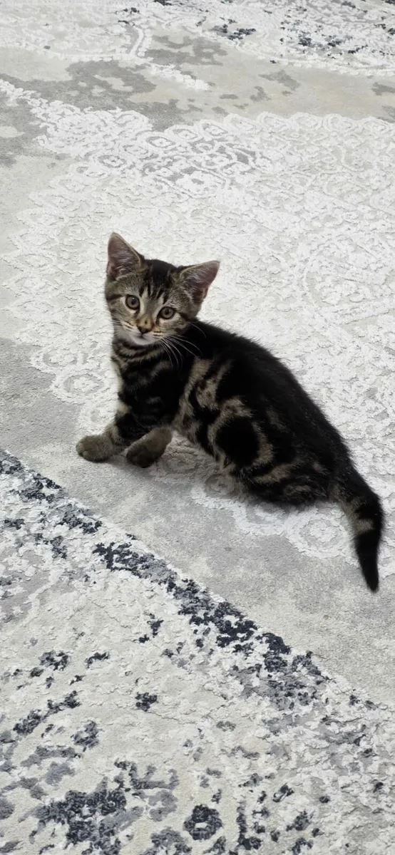 Kittens - Image 4