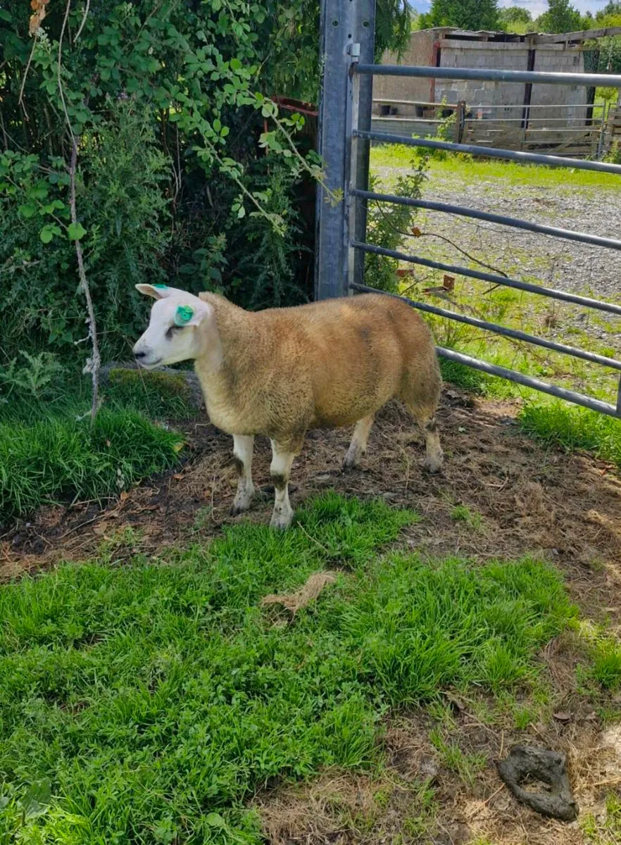 Charollais hogget ram (sis) approved texel ram - Image 1