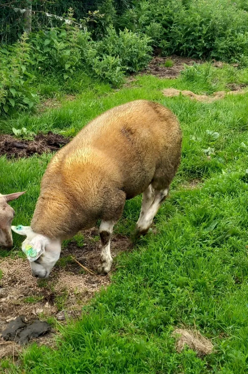 Charollais hogget ram (sis) approved texel ram - Image 3