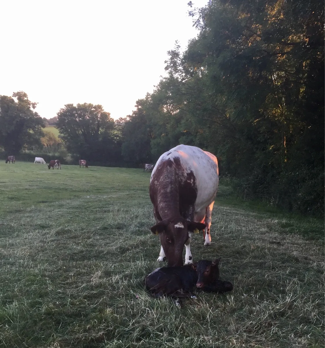 Suckler Cow and Calf Wanted