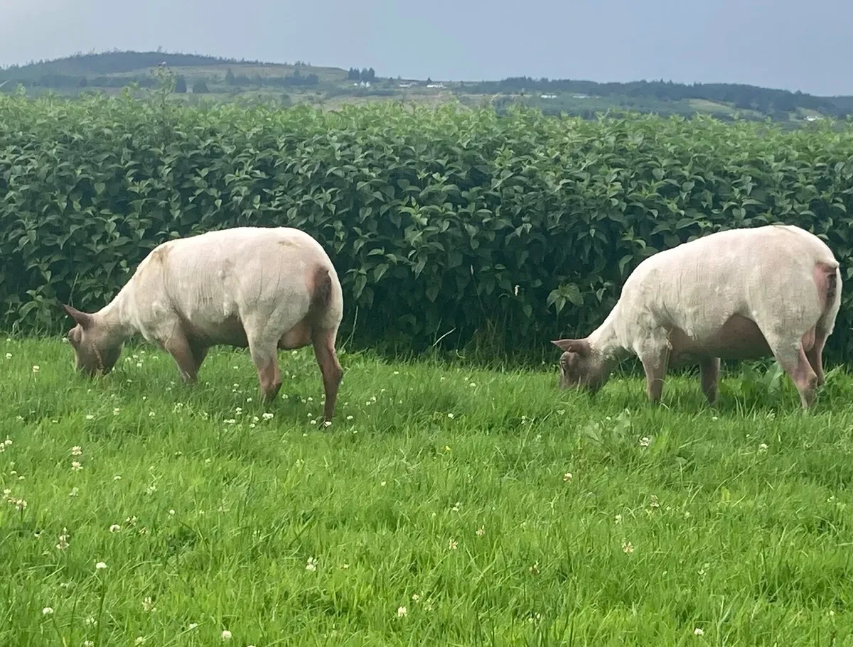 Rouge Ewe’s for sale - Image 3