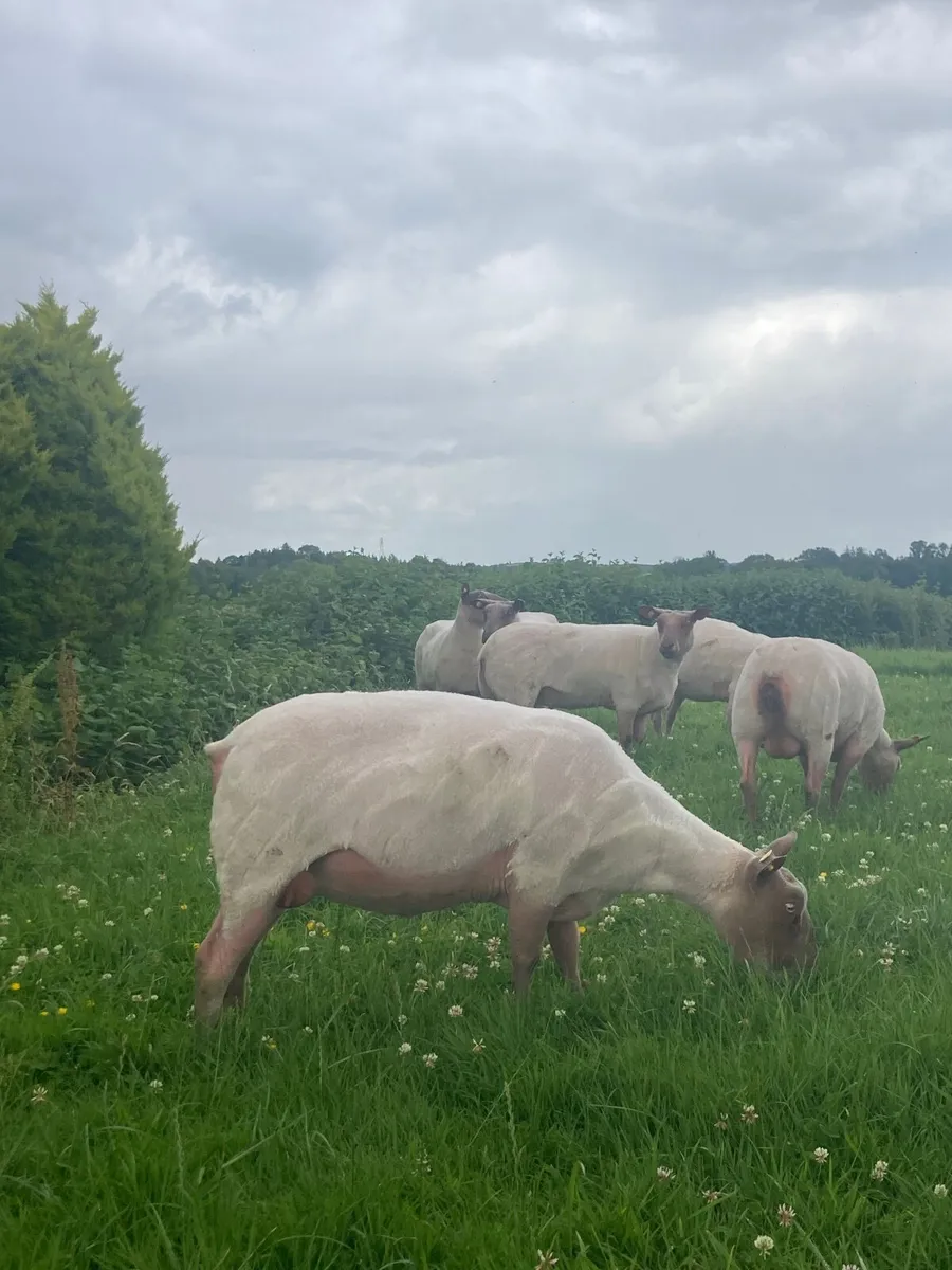 Rouge Ewe’s for sale - Image 4