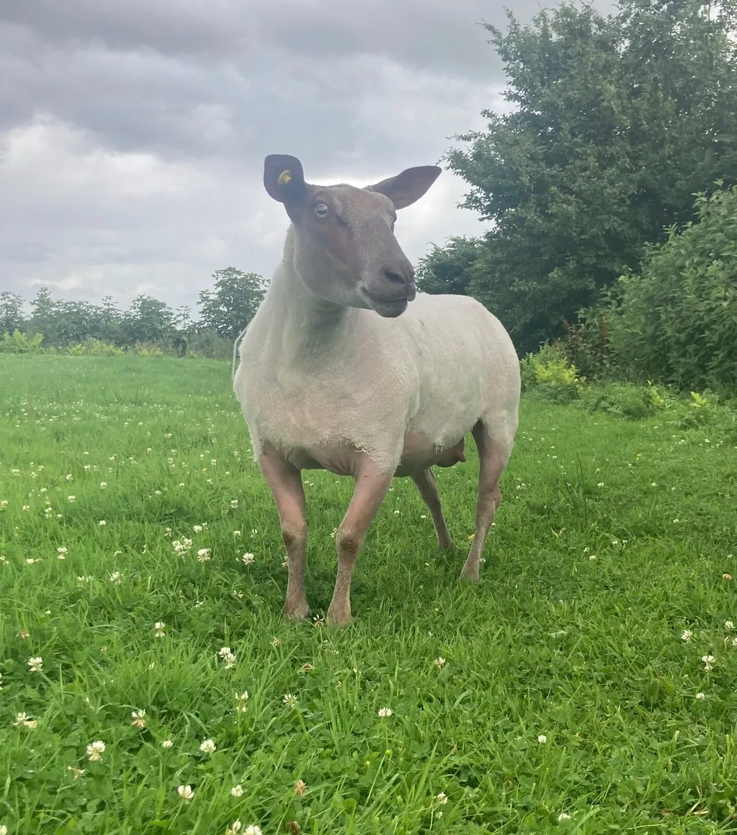 Rouge Ewe’s for sale - Image 1