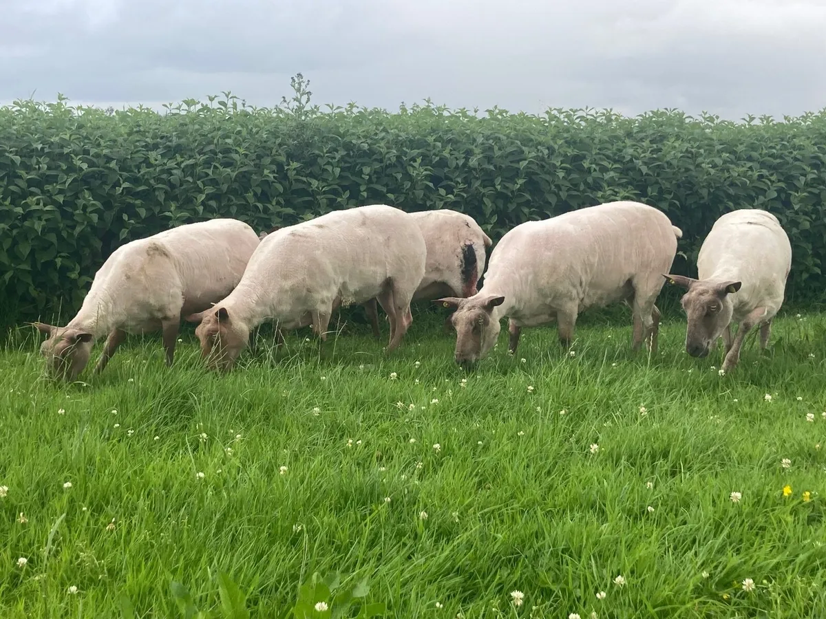 Rouge Ewe’s for sale - Image 2