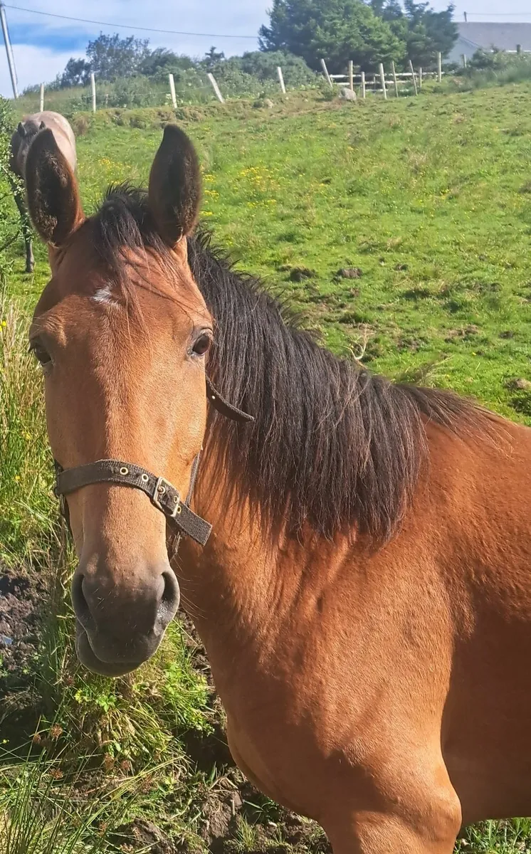 3 yr old filly - Image 1