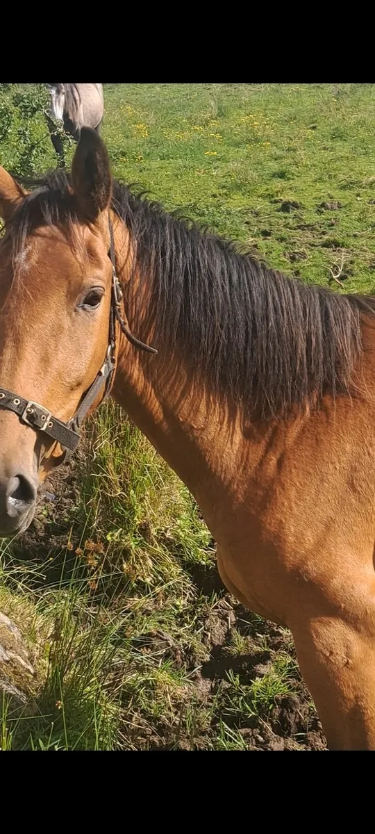 3 yr old filly - Image 2
