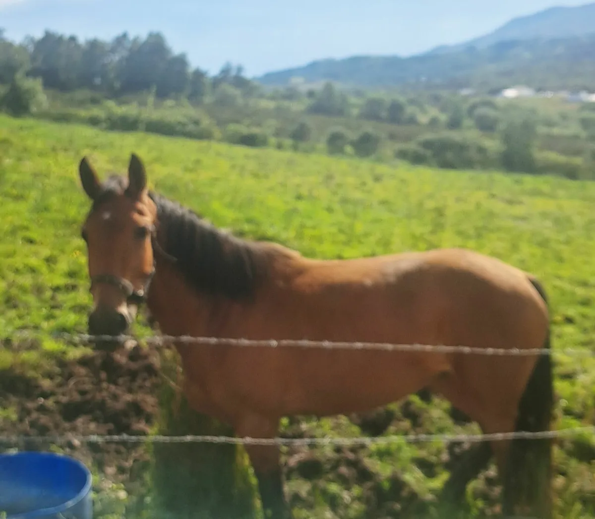 3 yr old filly - Image 3