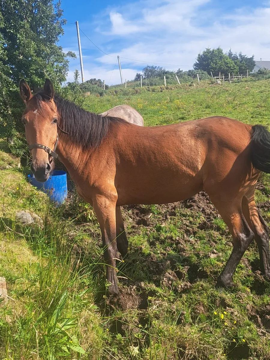 3 yr old filly - Image 4