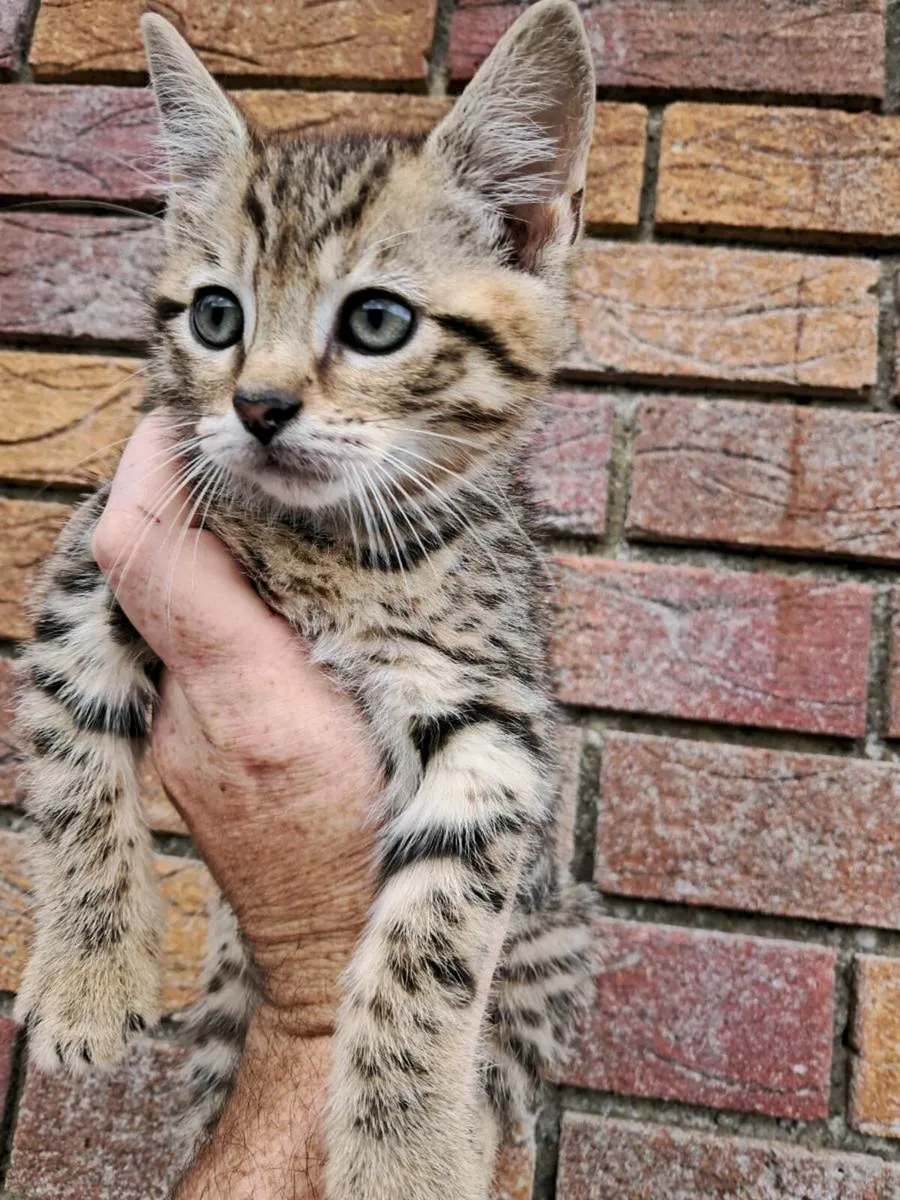 Beautiful Male Tabby Kitten (16th-July) - Image 3