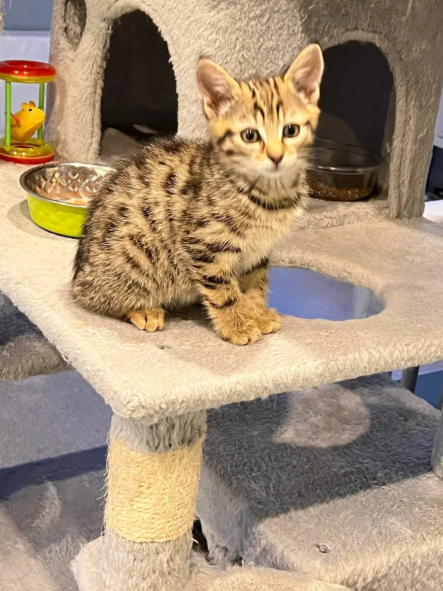 Kittens - Image 1