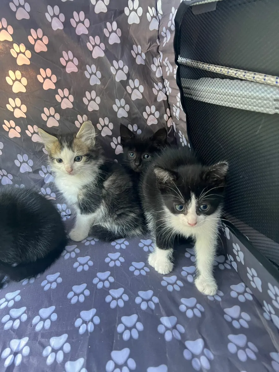 Kittens - Image 2