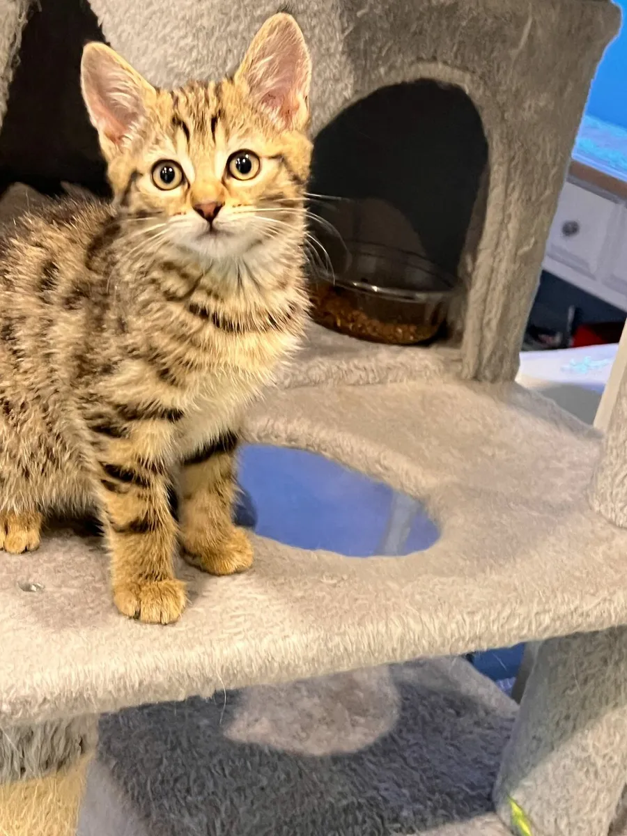Kittens - Image 3