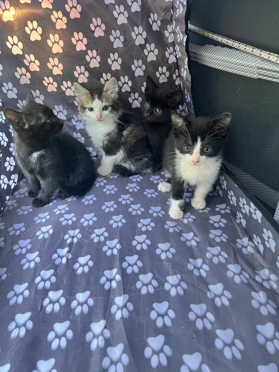 Kittens - Image 4