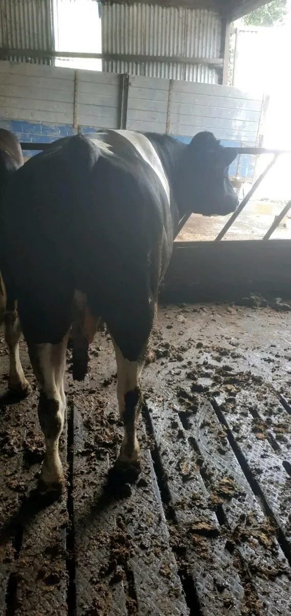 Bull - Image 2